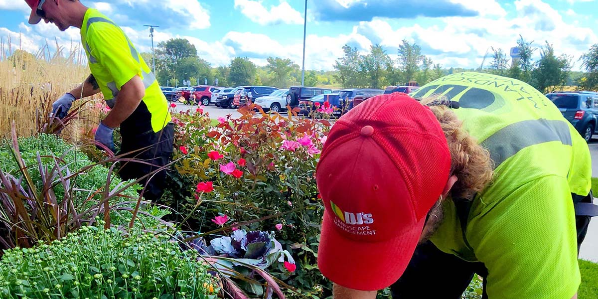 two DJ's Landscape Management employees wearing yellow shirts and red hats tending to plants on a commercial property