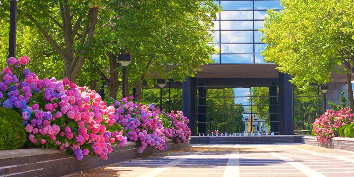the front of a commercial building with pink and purple hydrangeas lining the brick walkway