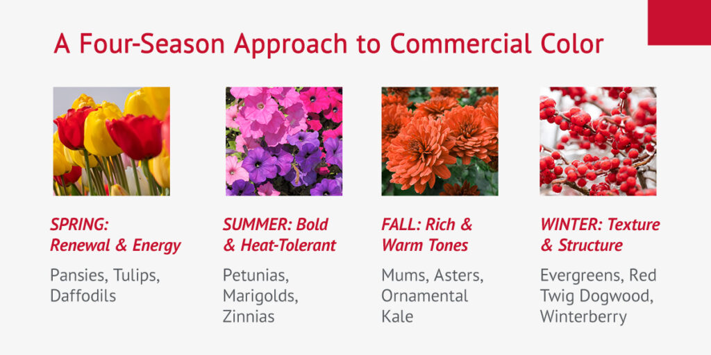 four-season approach to commercial color: yellow and red tulips for spring, purple and pink petunias for summer, warm-toned mums for fall, and red winterberry for winter